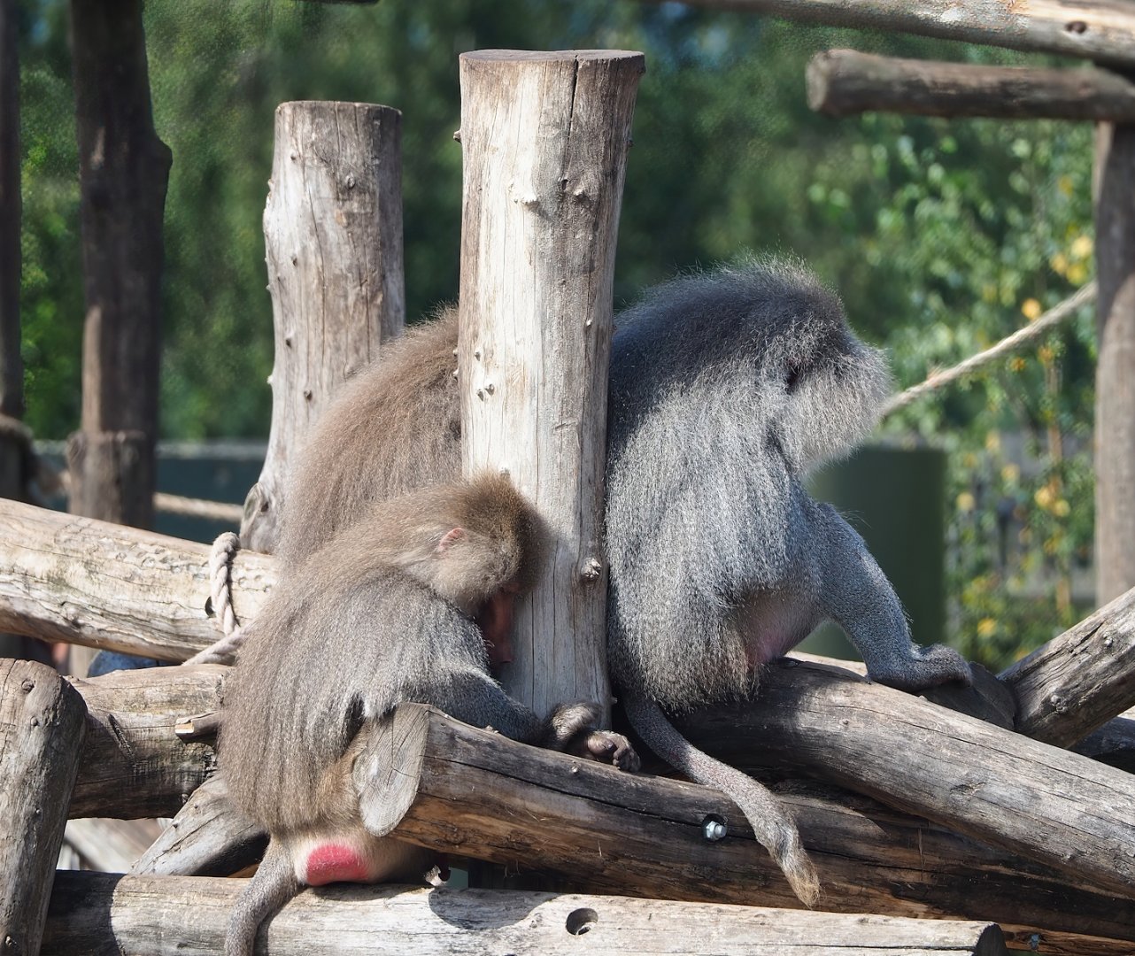 Hamadryas baboons (Papio hamadryas), 2023-08-15