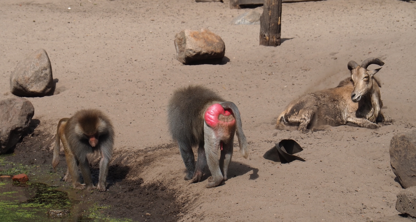 Hamadryas baboons (Papio hamadryas) and Aoudad (Ammotragus lervia)