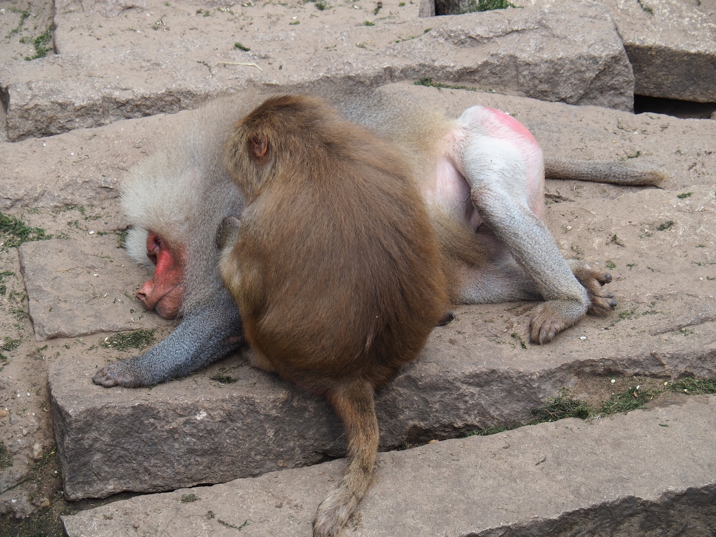 Hamadryas baboons (Papio hamadryas) grooming