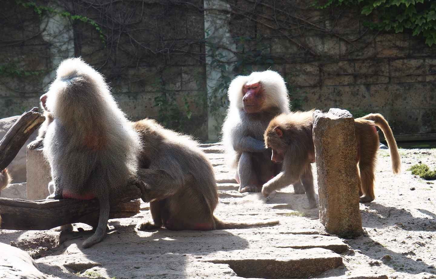 Hamadryas baboons (Papio hamadryas)