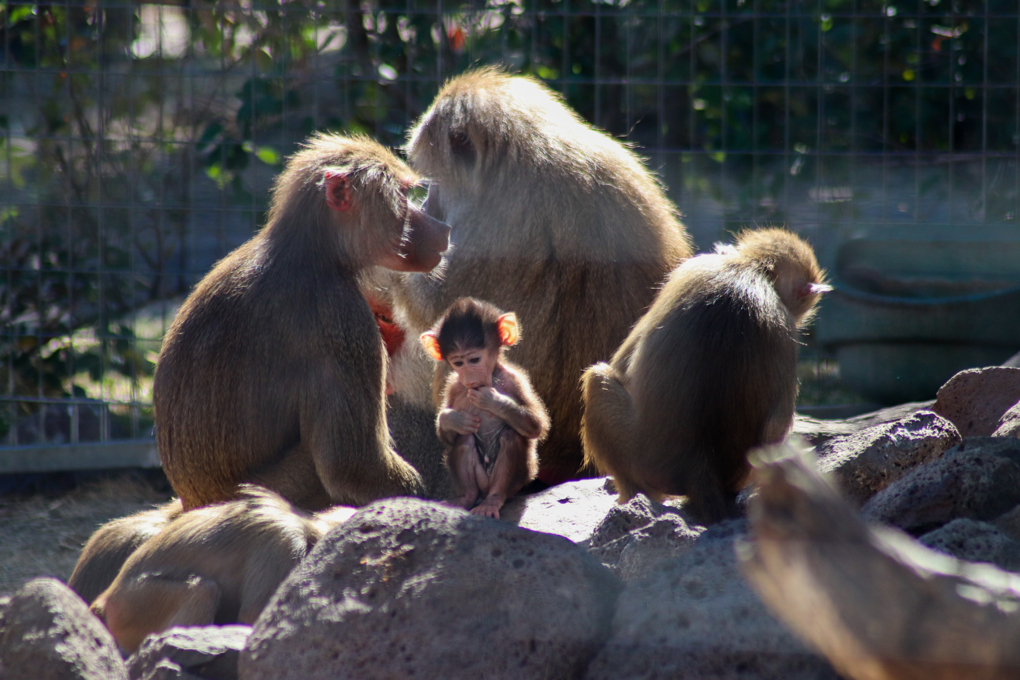 Hamadryas Baboons (Papio hamadryas)