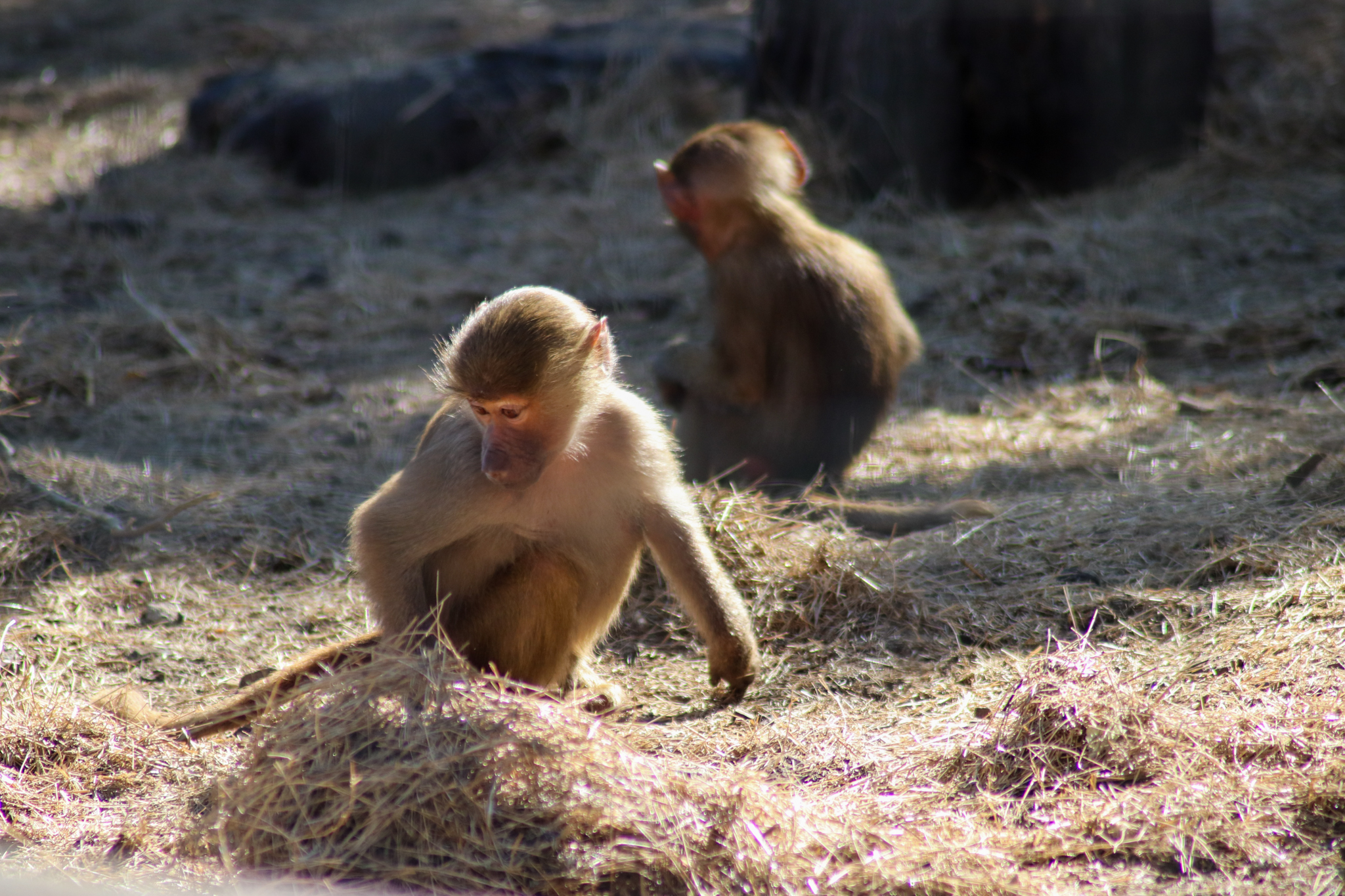 Hamadryas Baboons (Papio hamadryas)