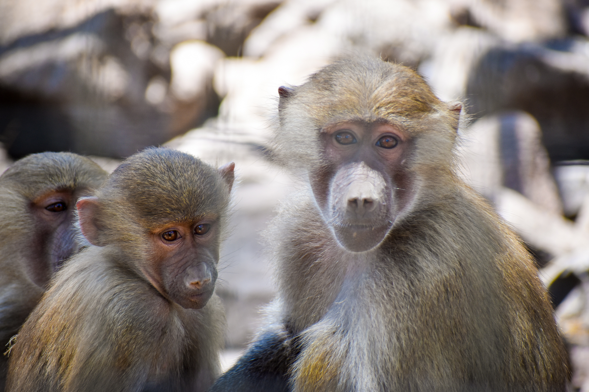 Hamadryas Baboons (Papio hamadryas)