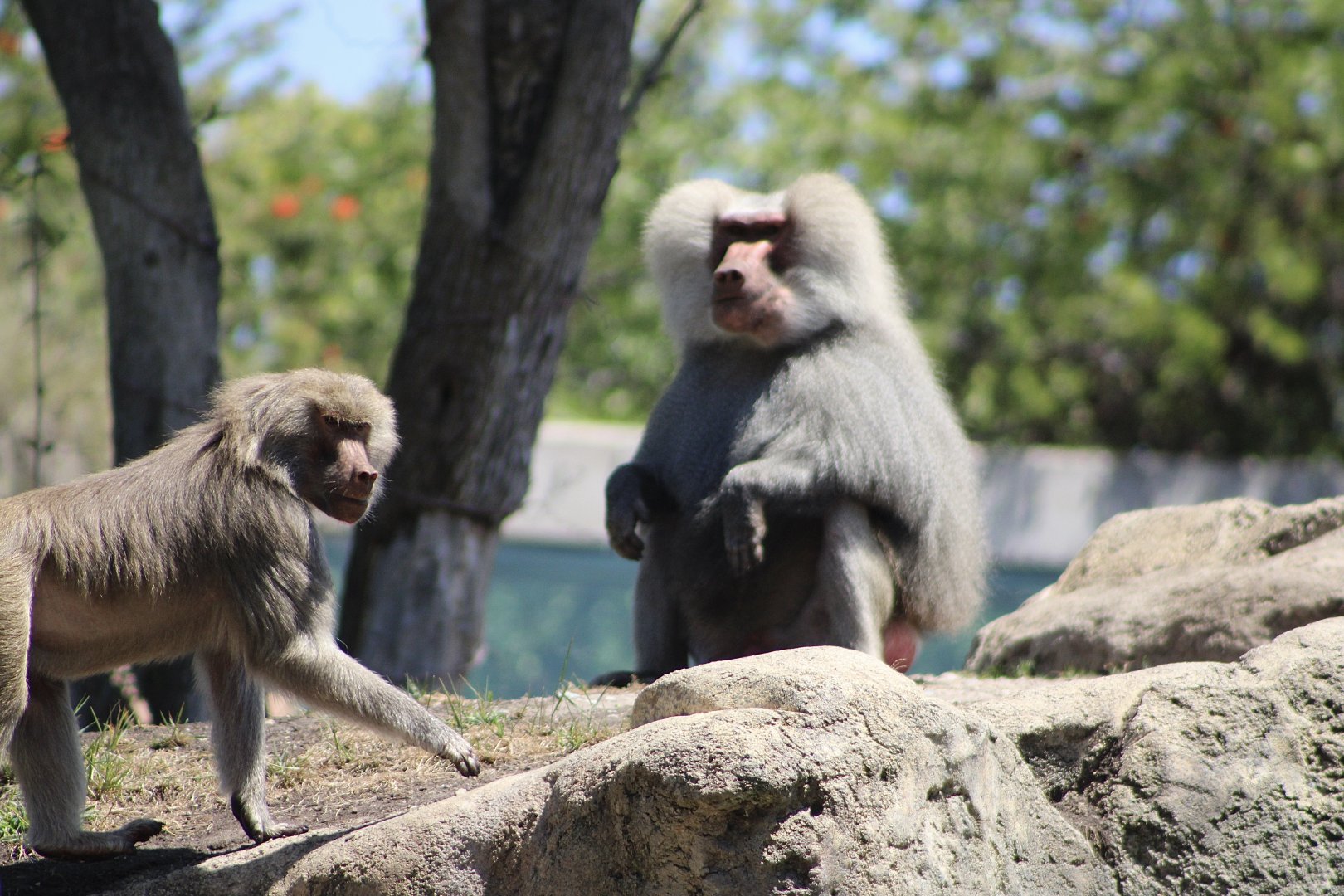 Hamadryas Baboons (Papio hamadryas)