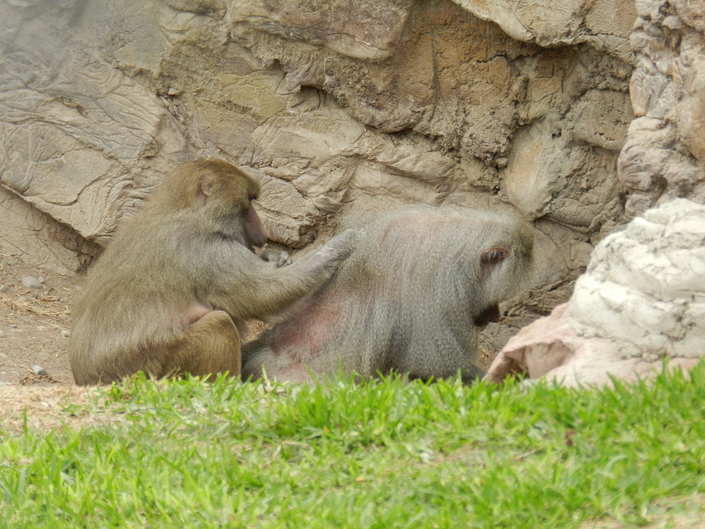 Hamadryas baboons - Parque de Las Leyendas