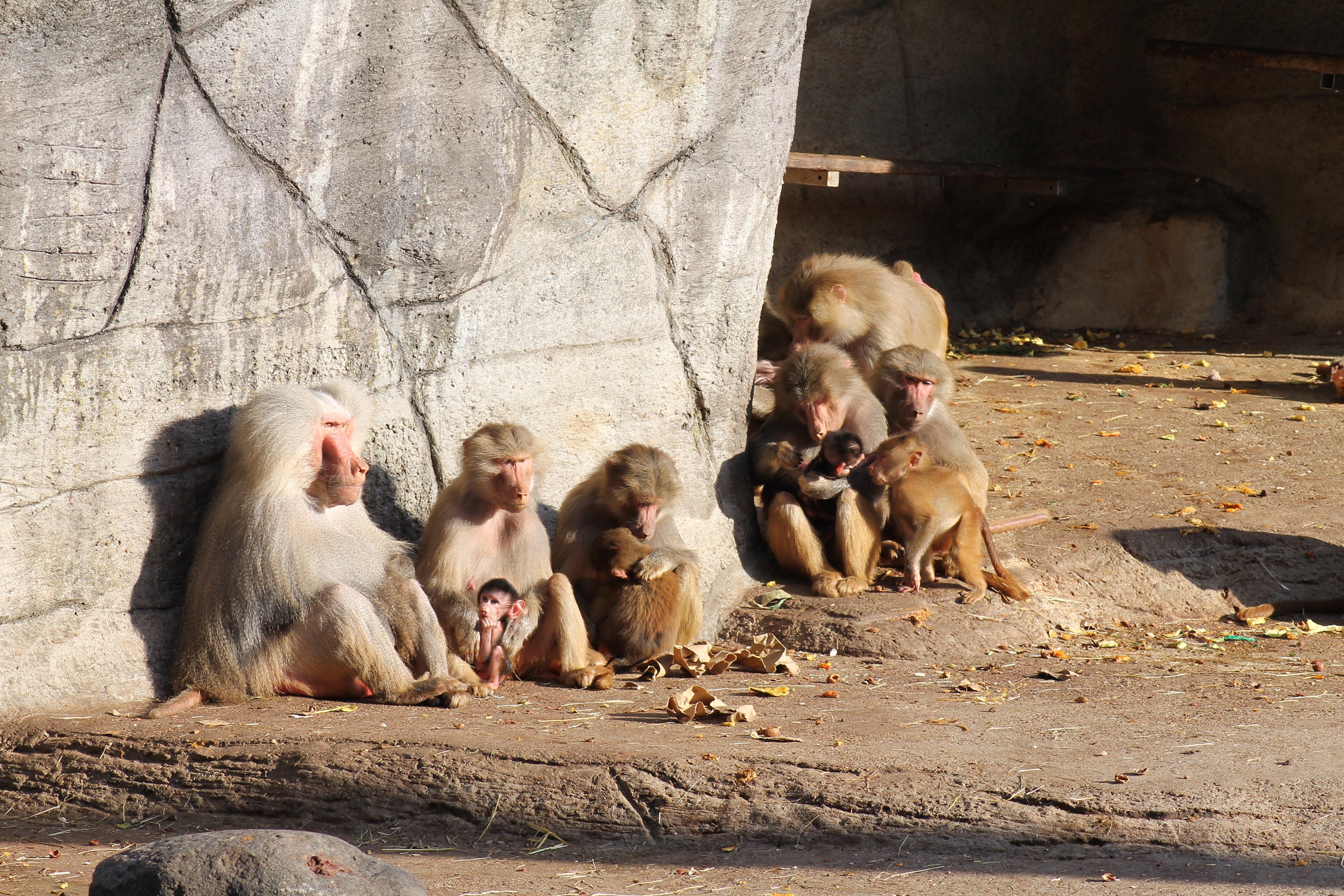 Hamadryas baboons - Tierpark Hagenbeck