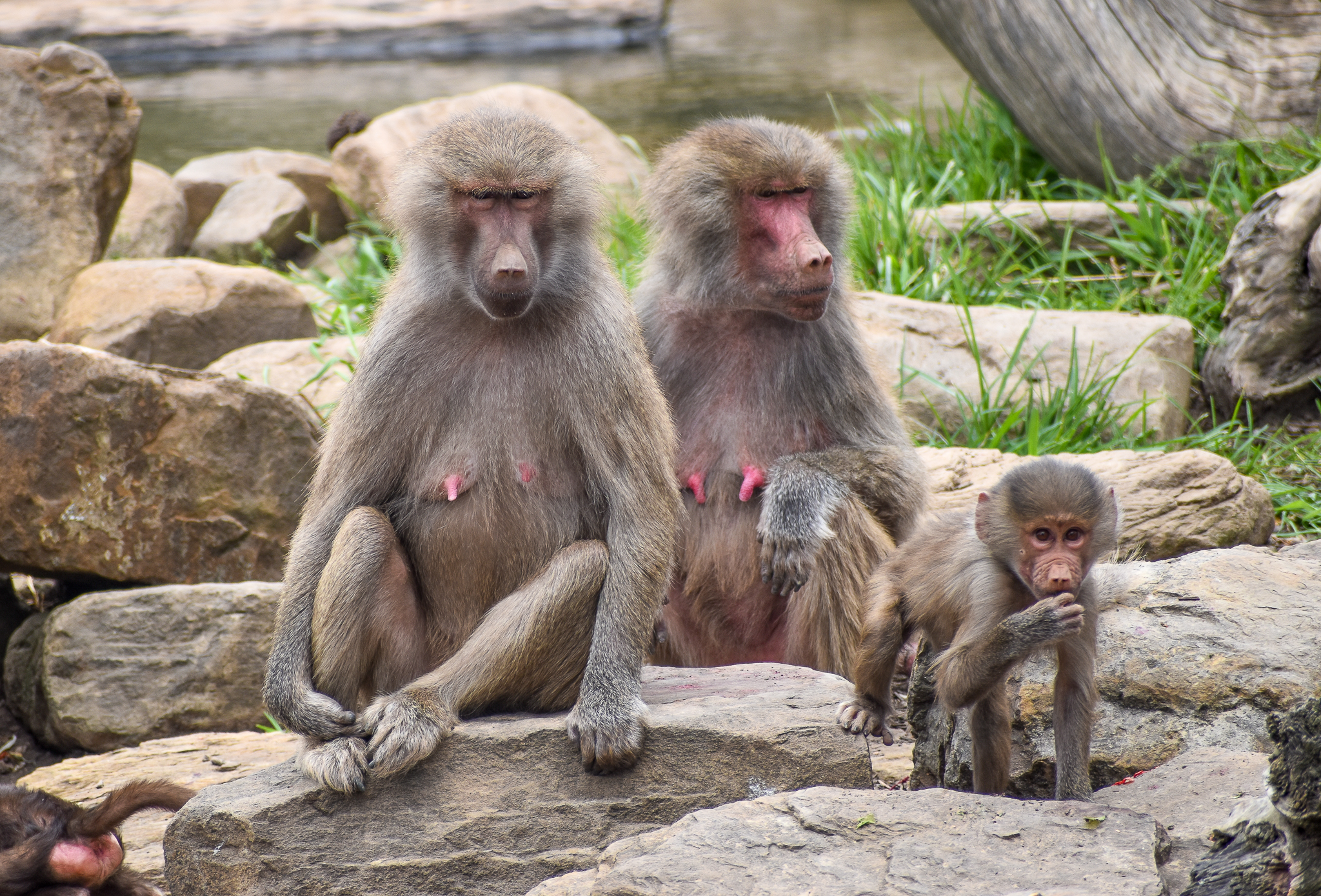 Hamadryas Baboons with infant