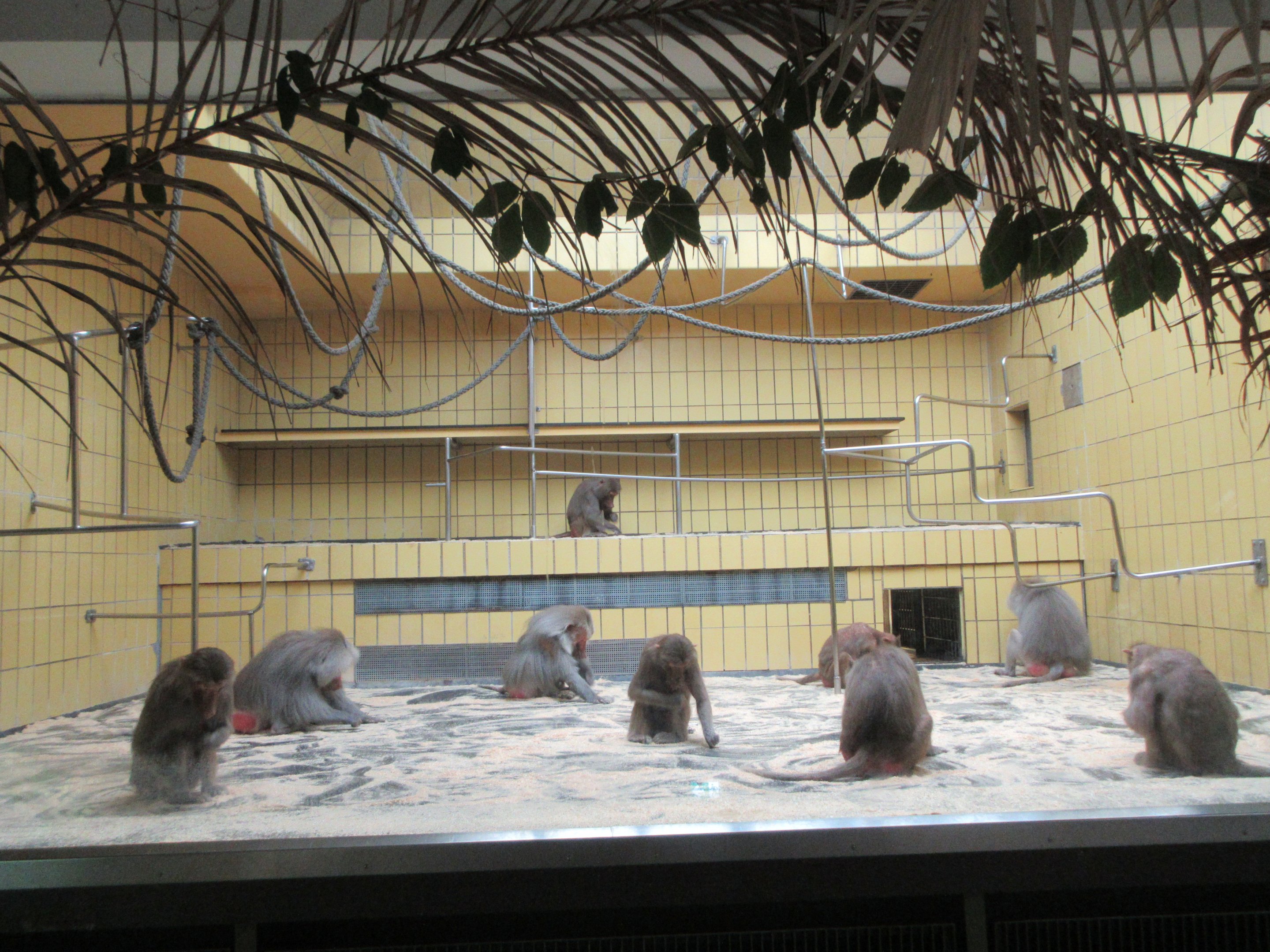 Hamadryas Baboons + Yellow Tiles!