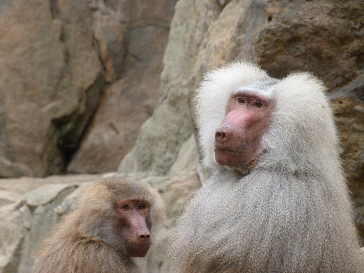 Hamadryas baboons -Zoologischer Garten Berlin (2024)