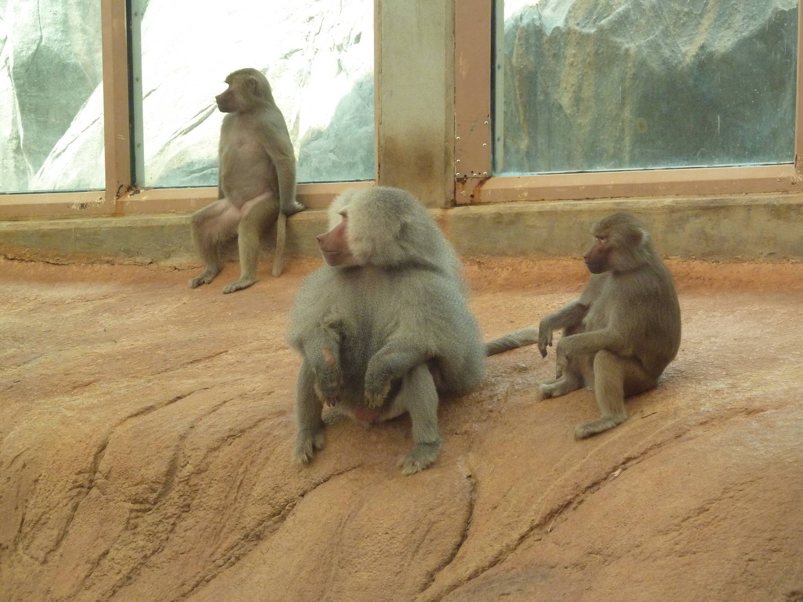Hamadryas Baboons