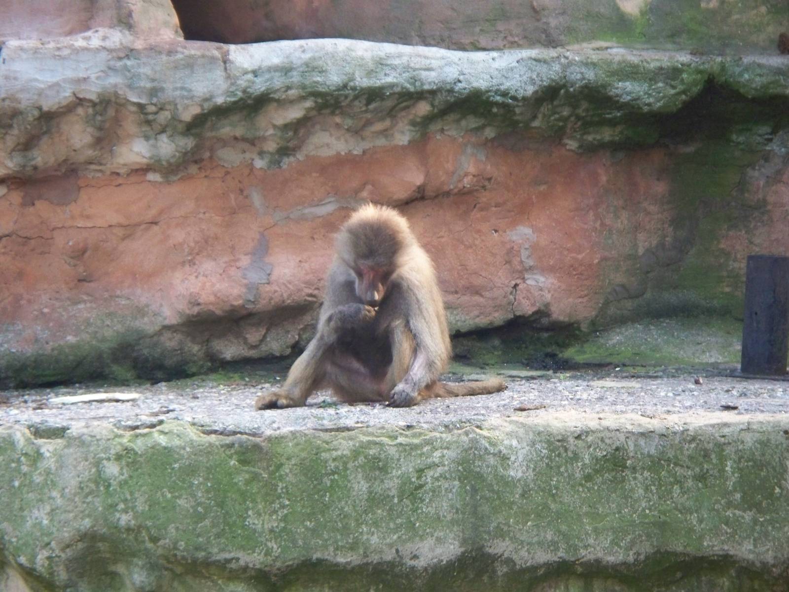 Hamadryas Baboons