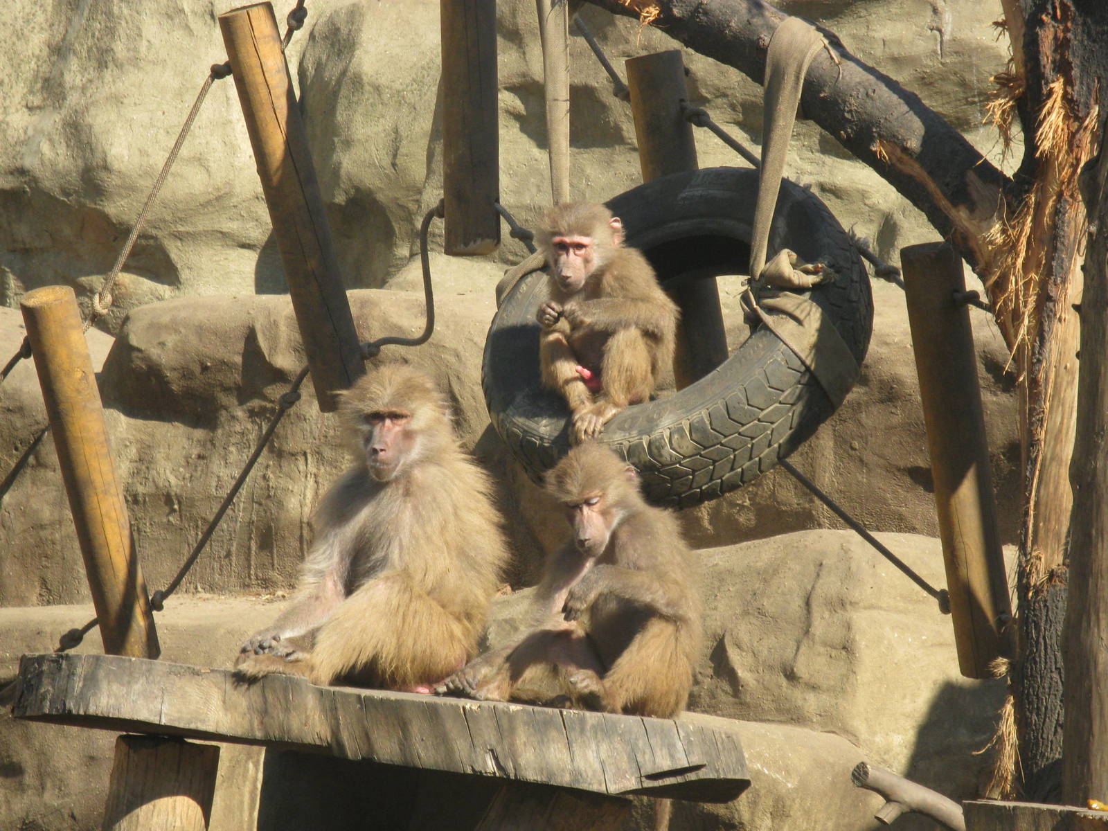Hamadryas baboons