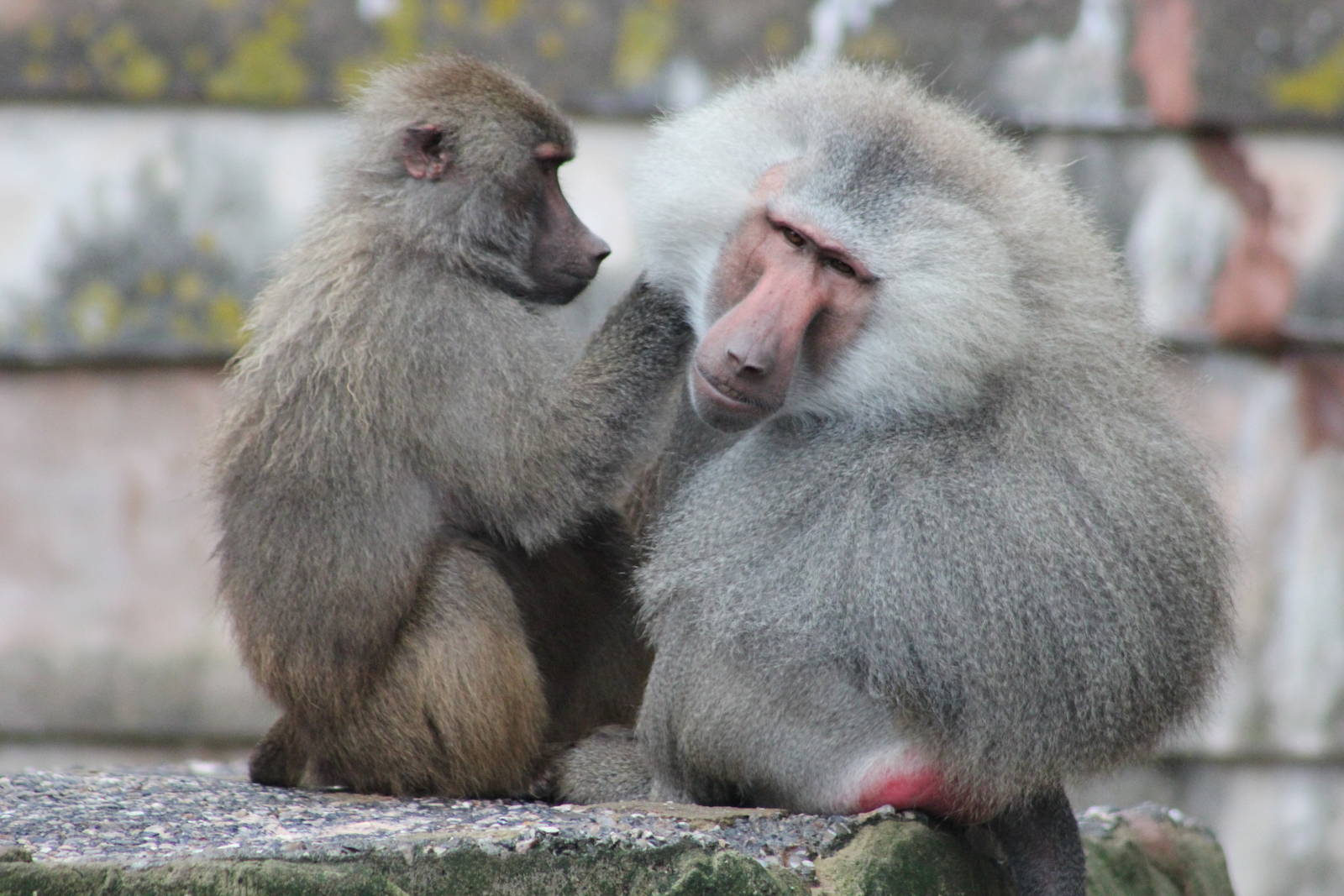 Hamadryas baboons