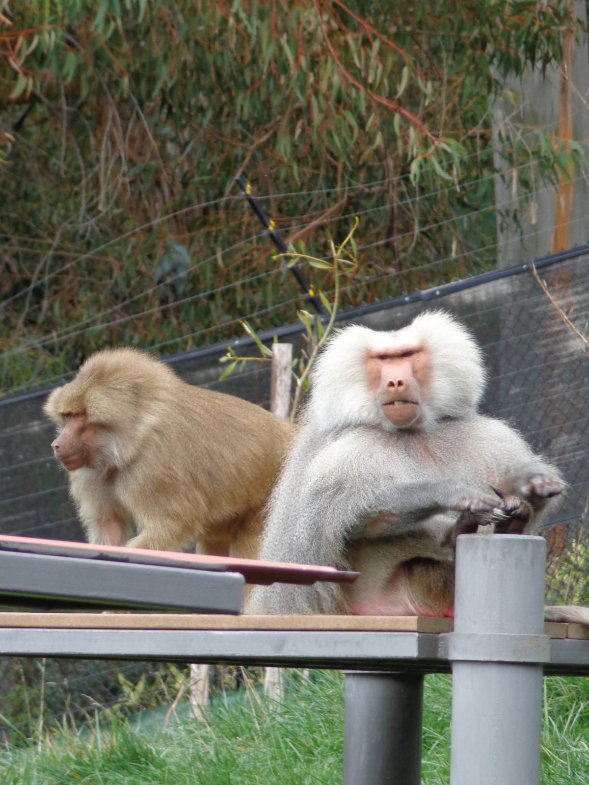 Hamadryas Baboons