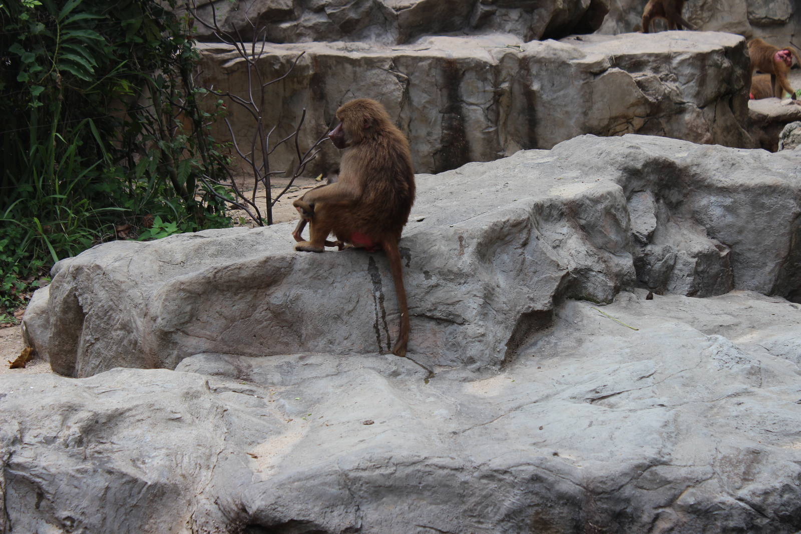 Hamadryas Baboons