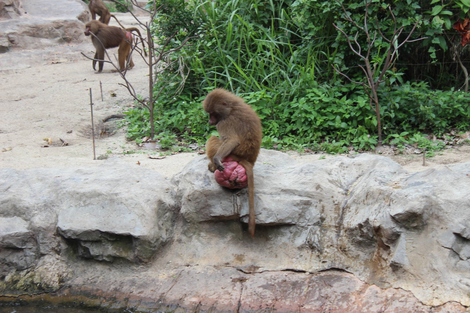 Hamadryas Baboons
