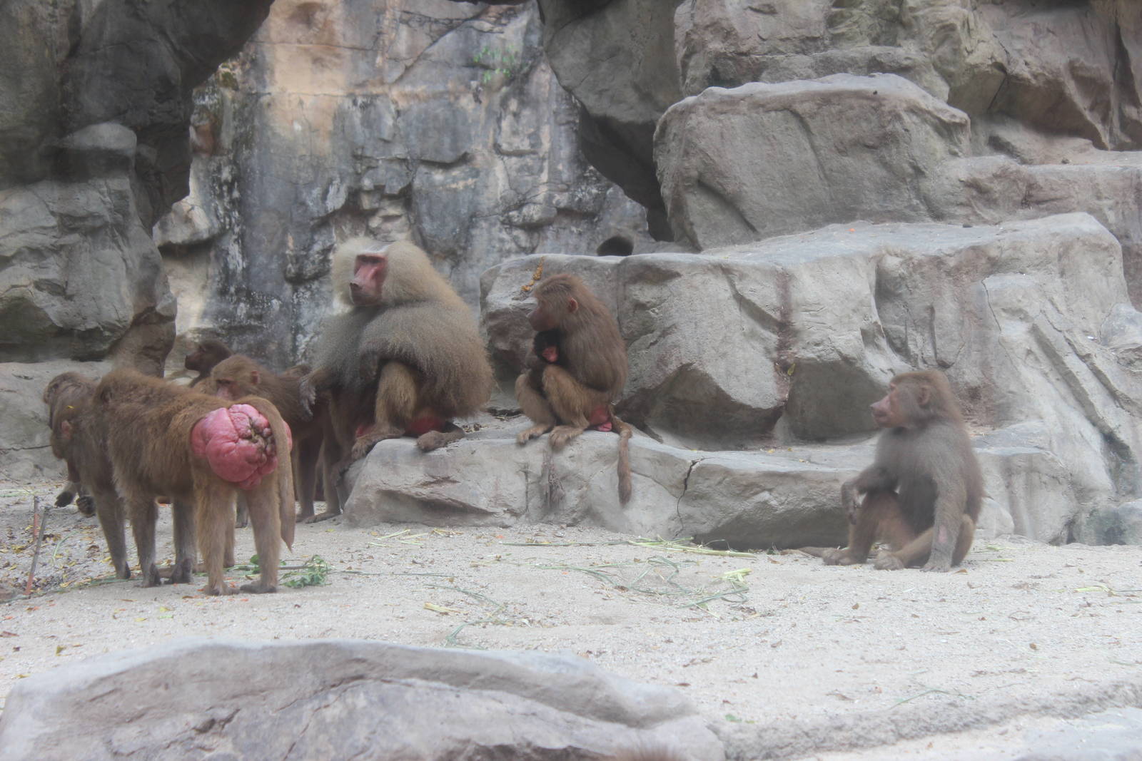Hamadryas Baboons