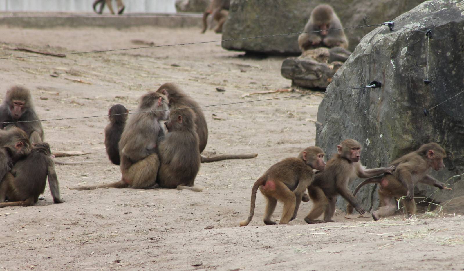 Hamadryas baboons