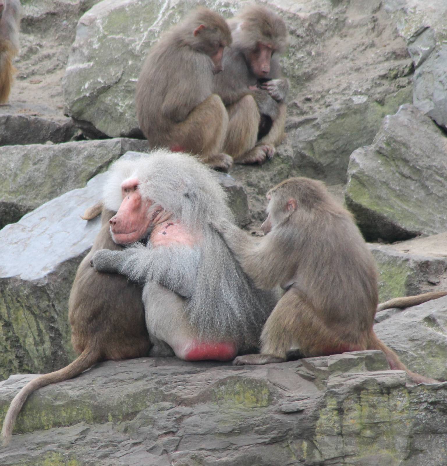 Hamadryas baboons