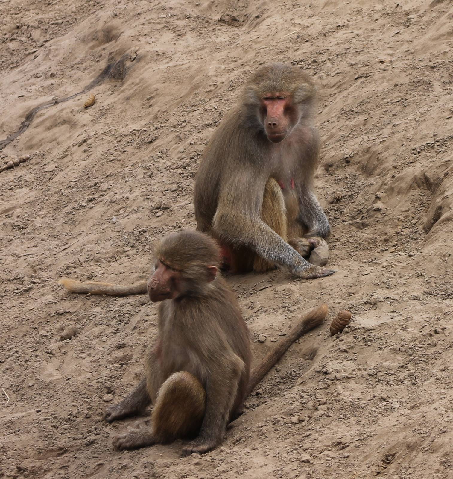 Hamadryas baboons