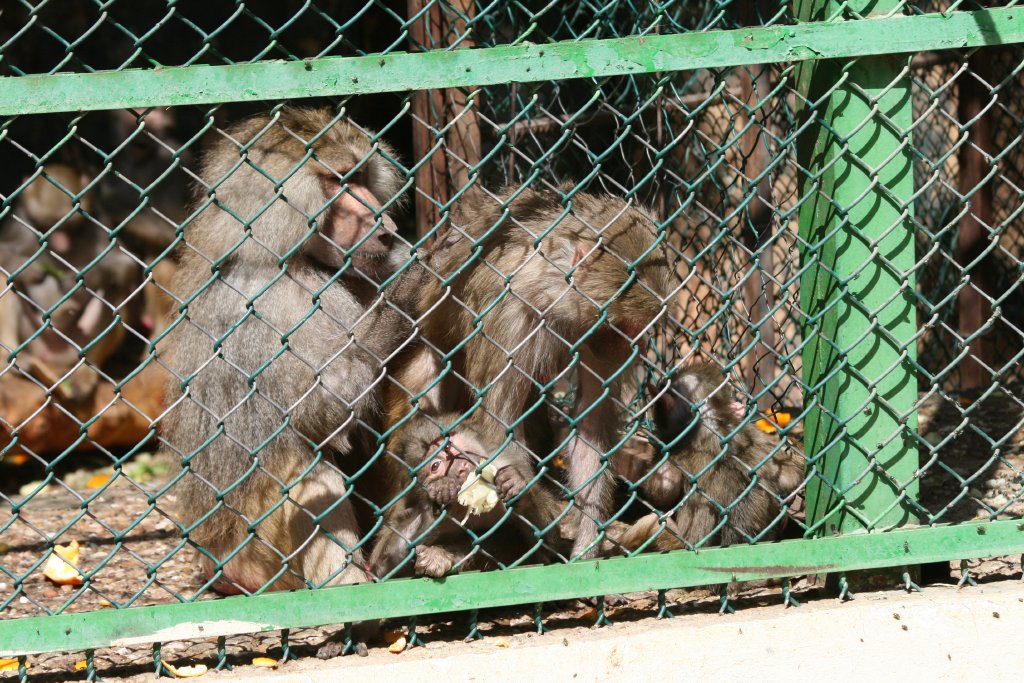 Hamadryas Baboons