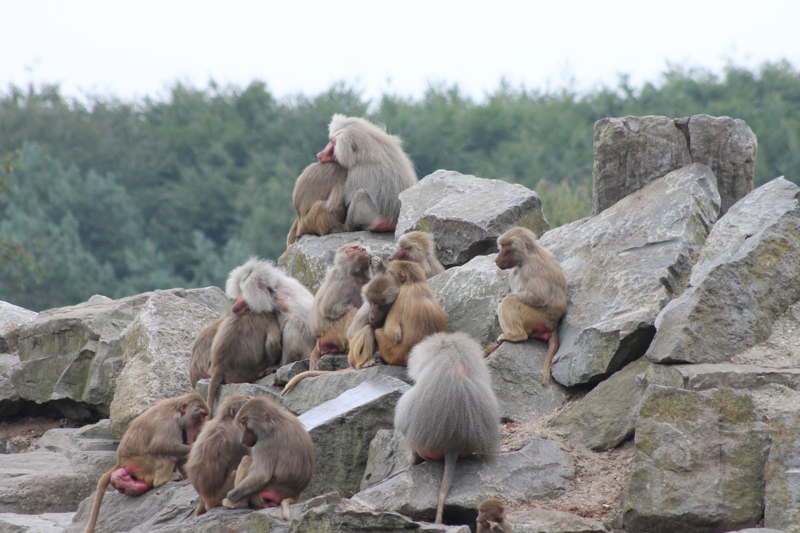 Hamadryas baboons