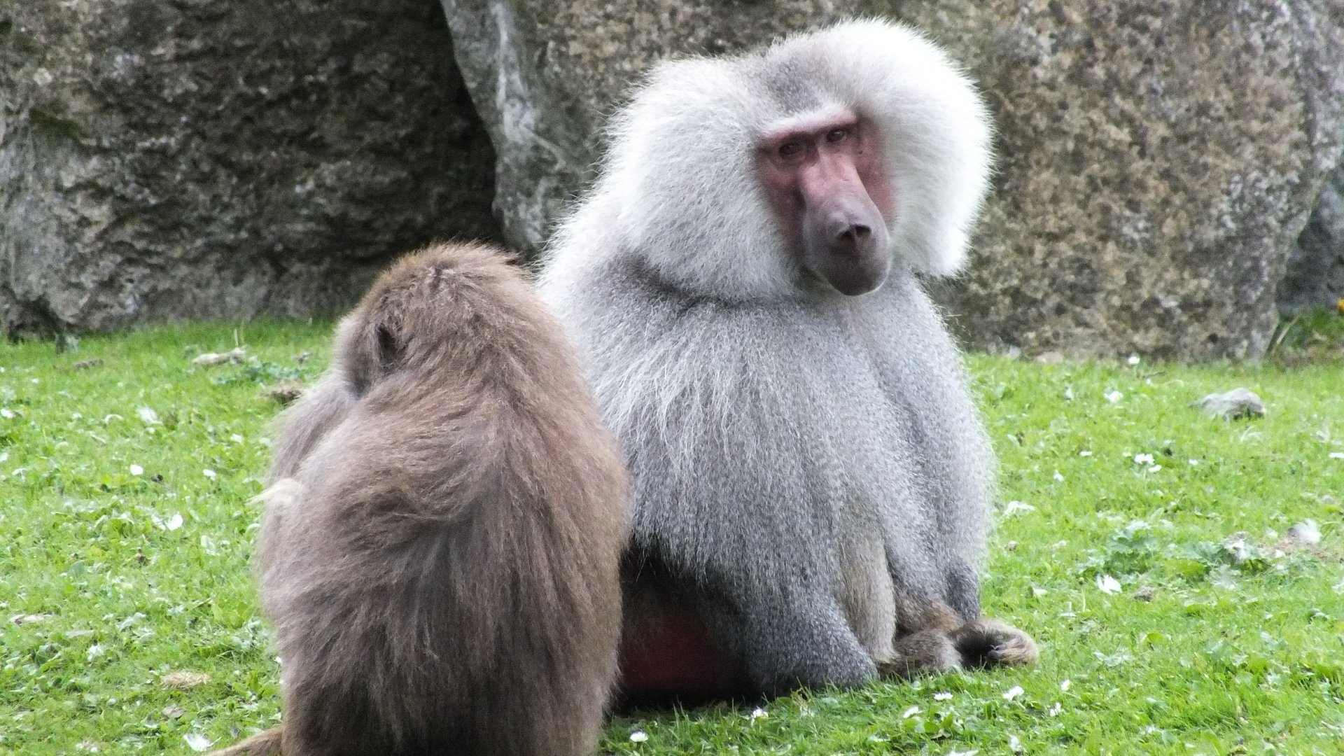 Hamadryas Baboons