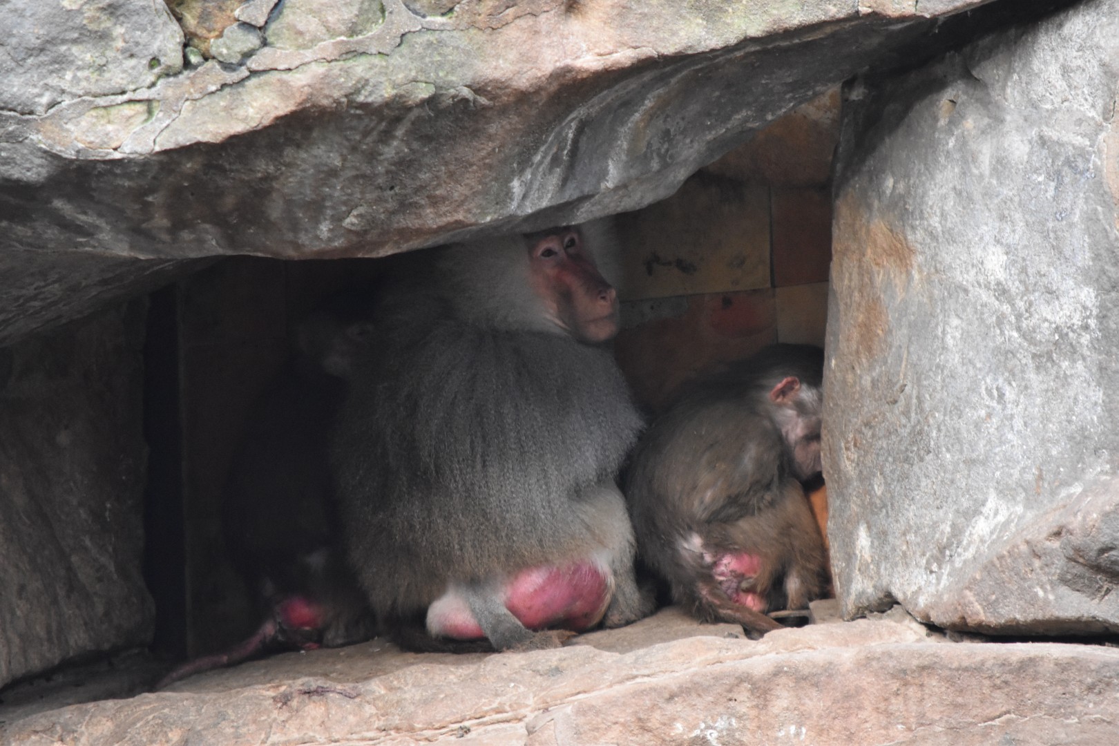 Hamadryas baboons
