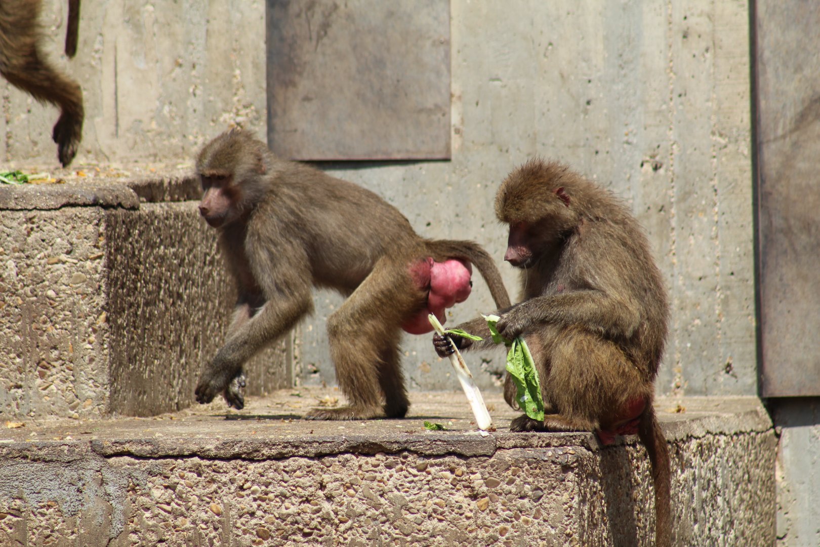 Hamadryas Baboons