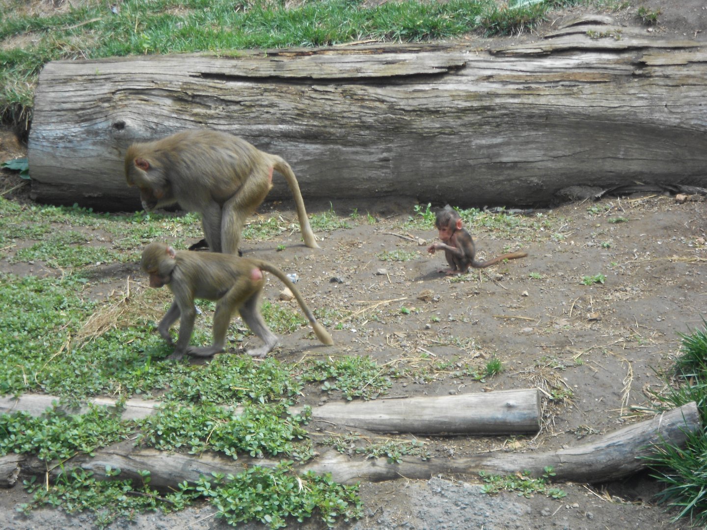 Hamadryas baboons