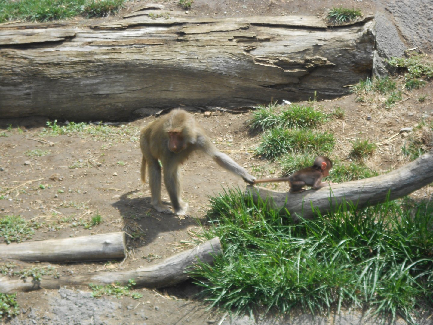 Hamadryas baboons