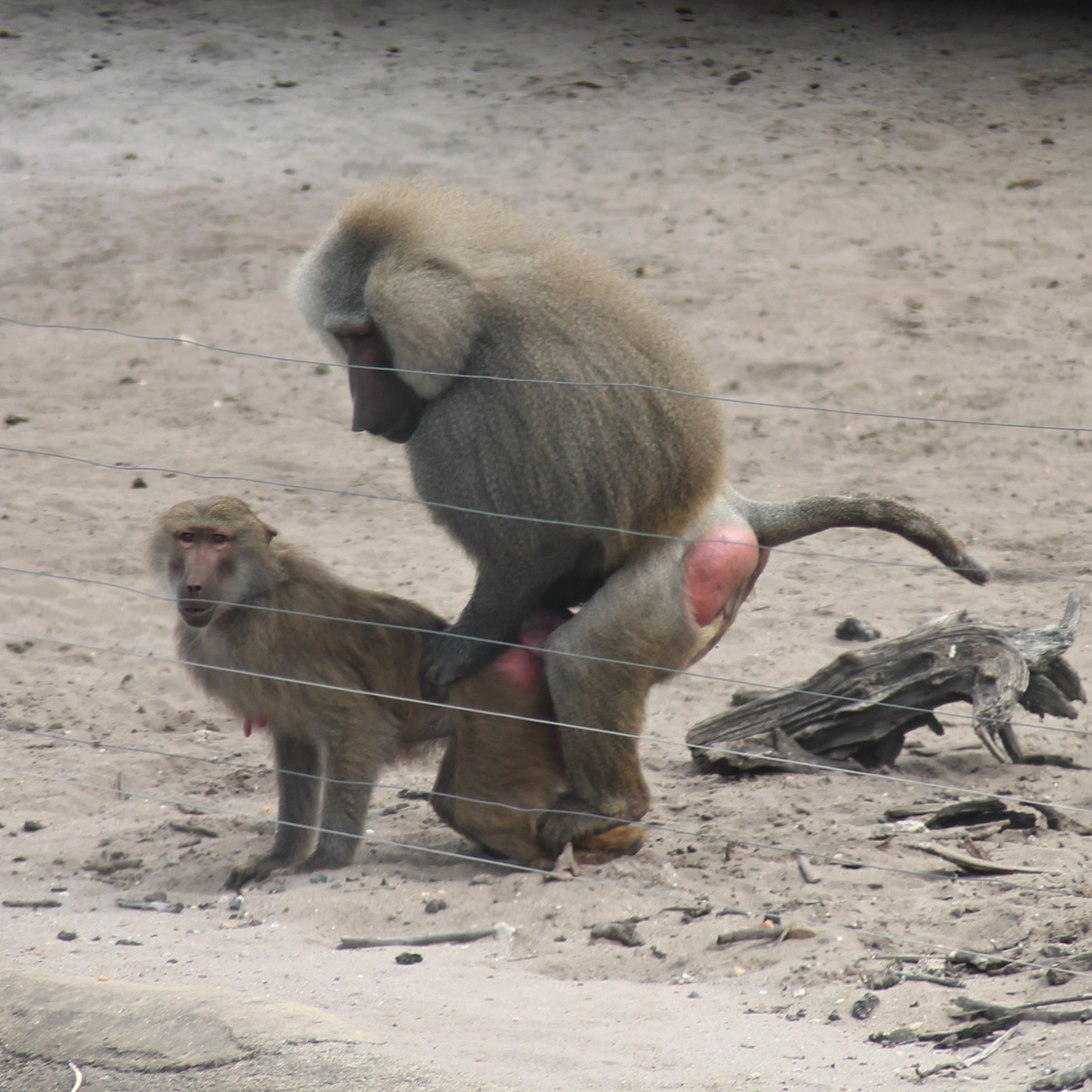 Hamadryas baboons
