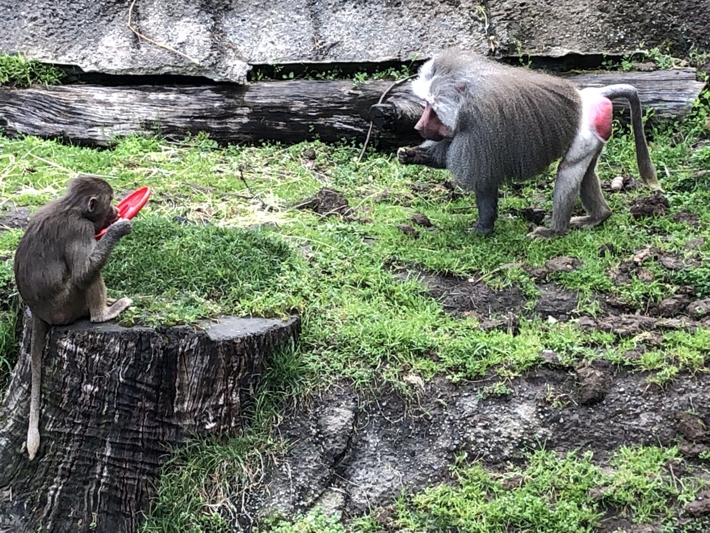 Hamadryas baboons
