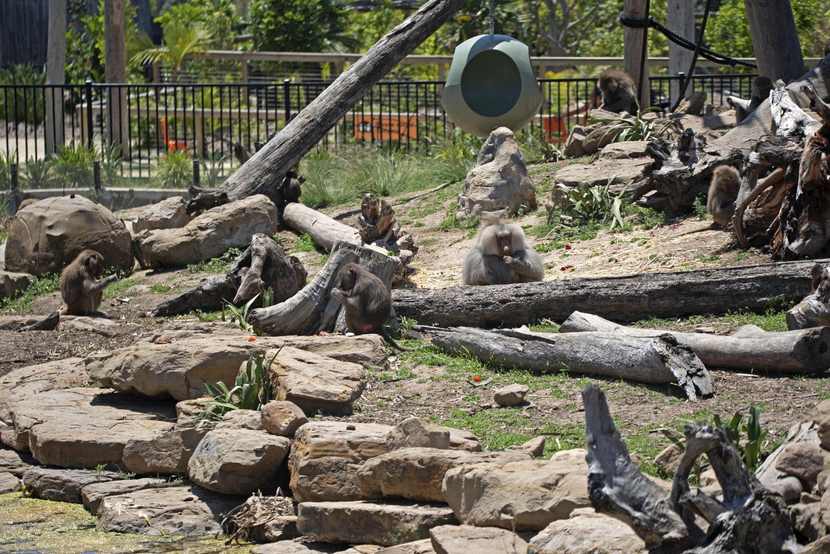 Hamadryas baboons
