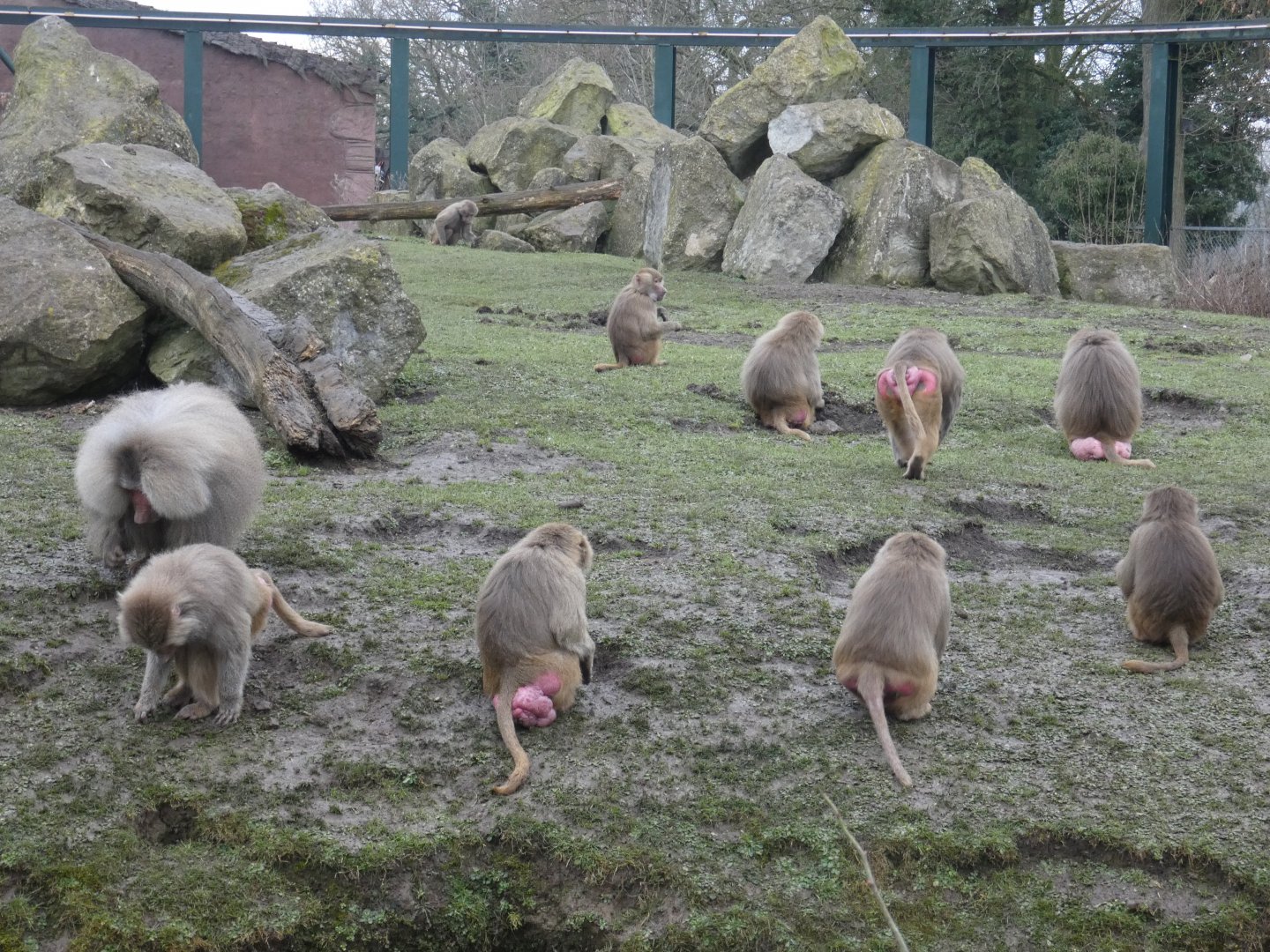 Hamadryas baboons