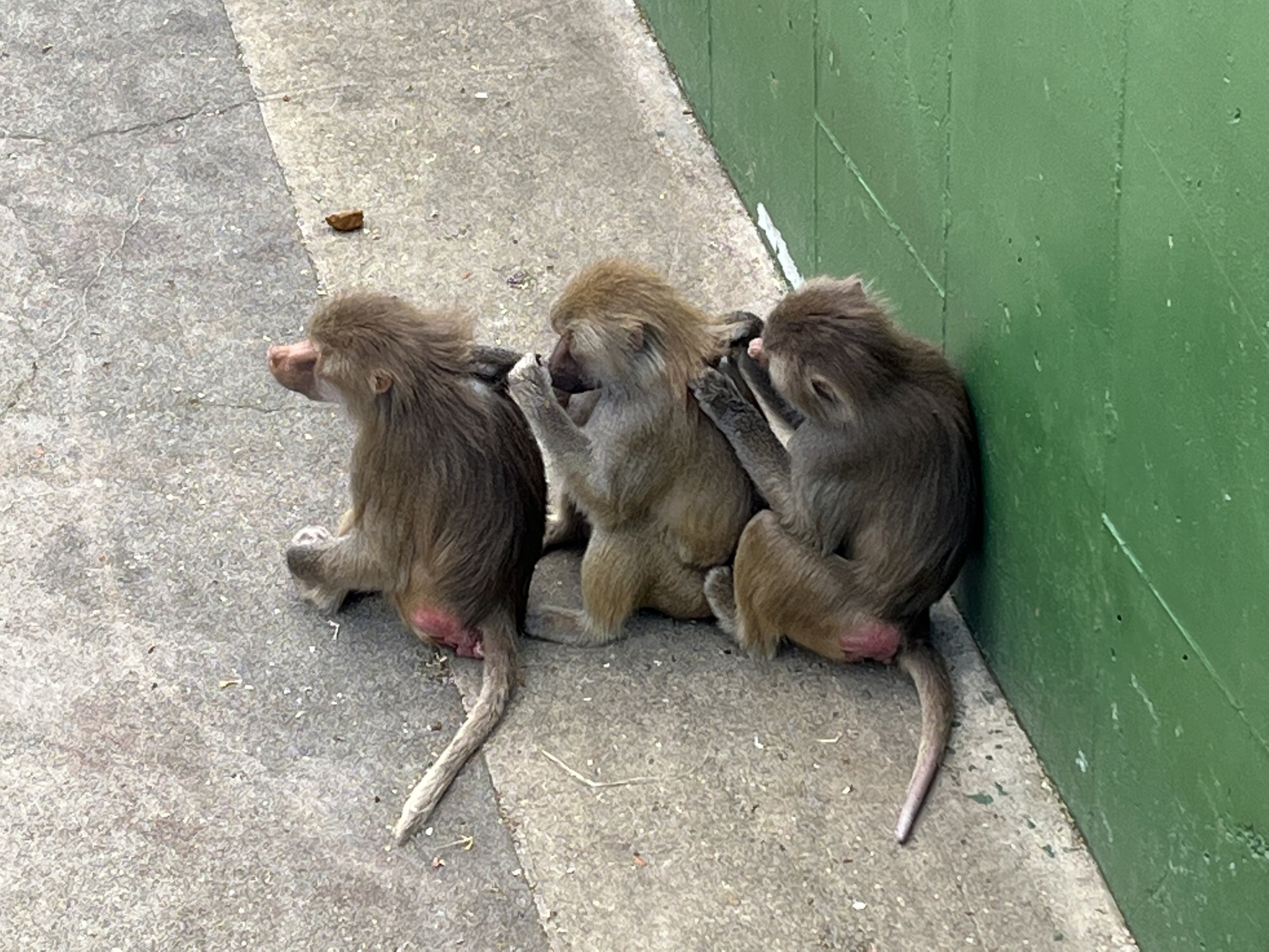 Hamadryas Baboons