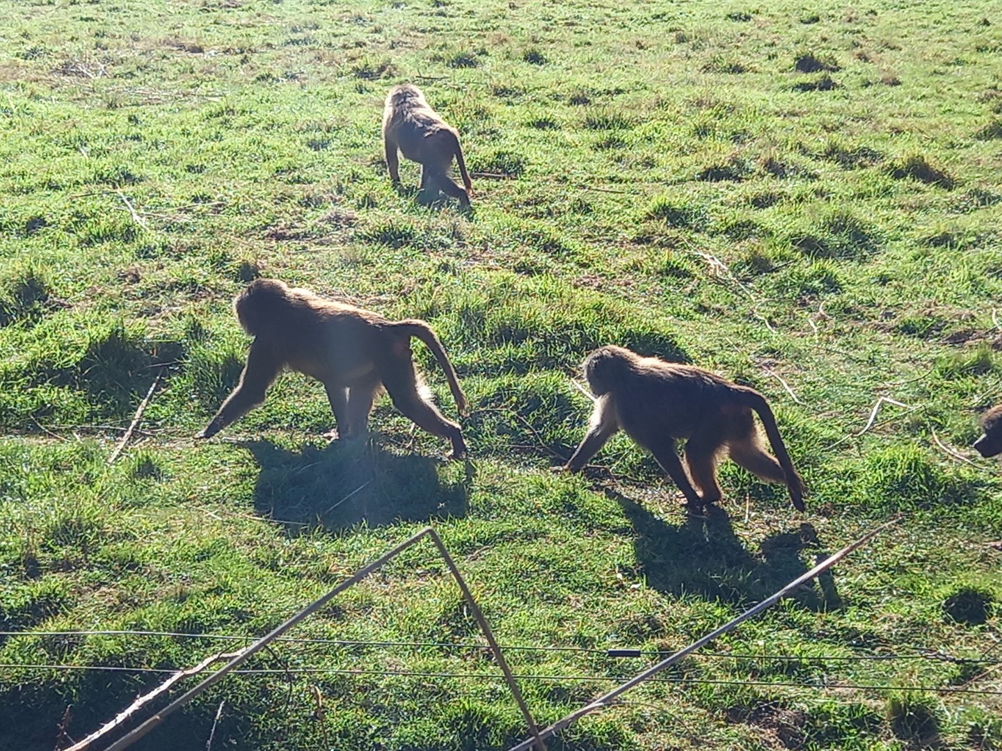 Hamadryas Baboons