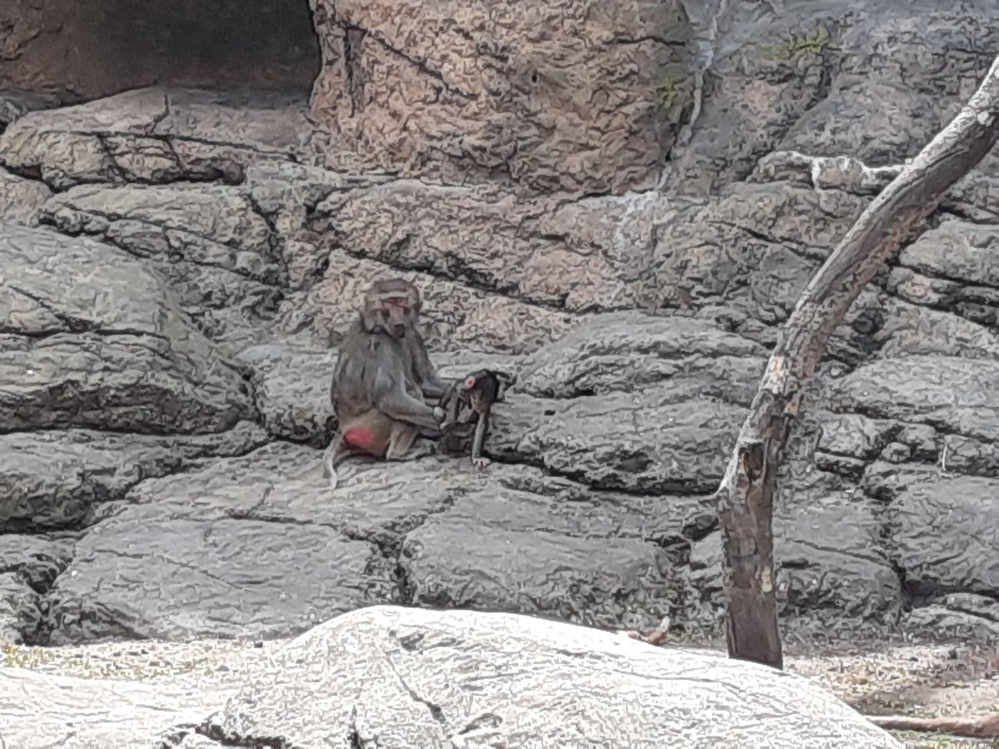 Hamadryas Baboons