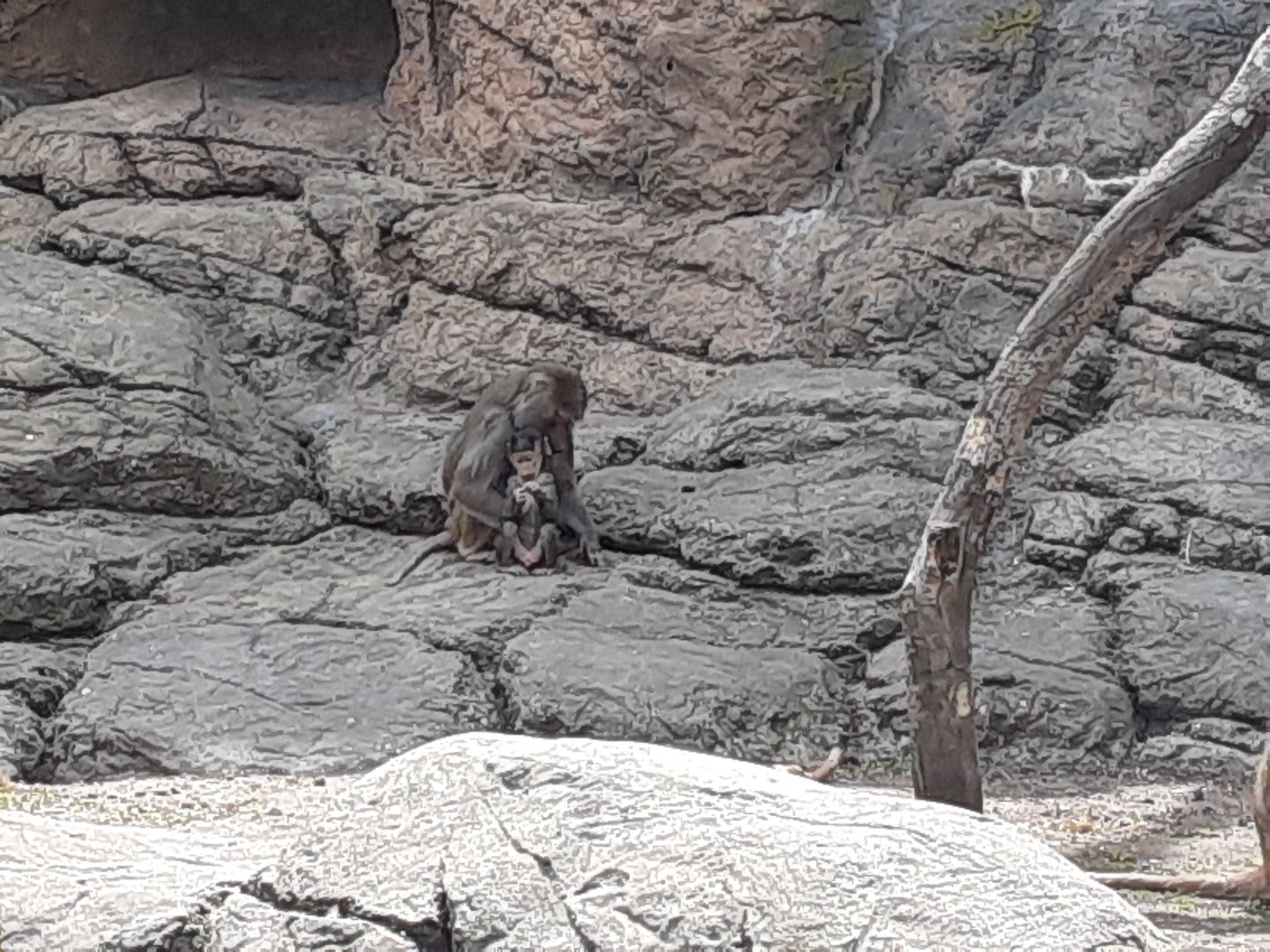 Hamadryas Baboons
