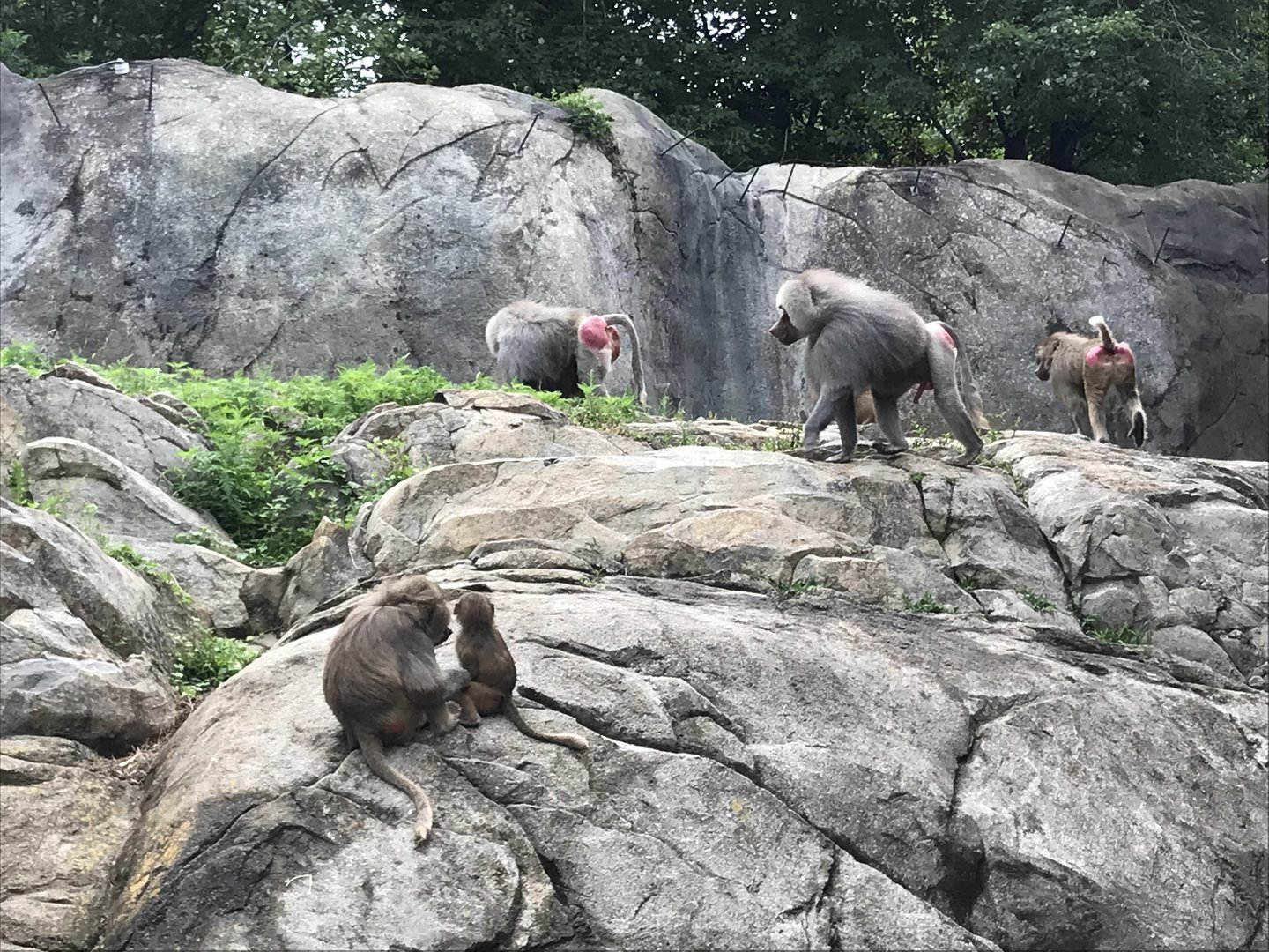 Hamadryas Baboons
