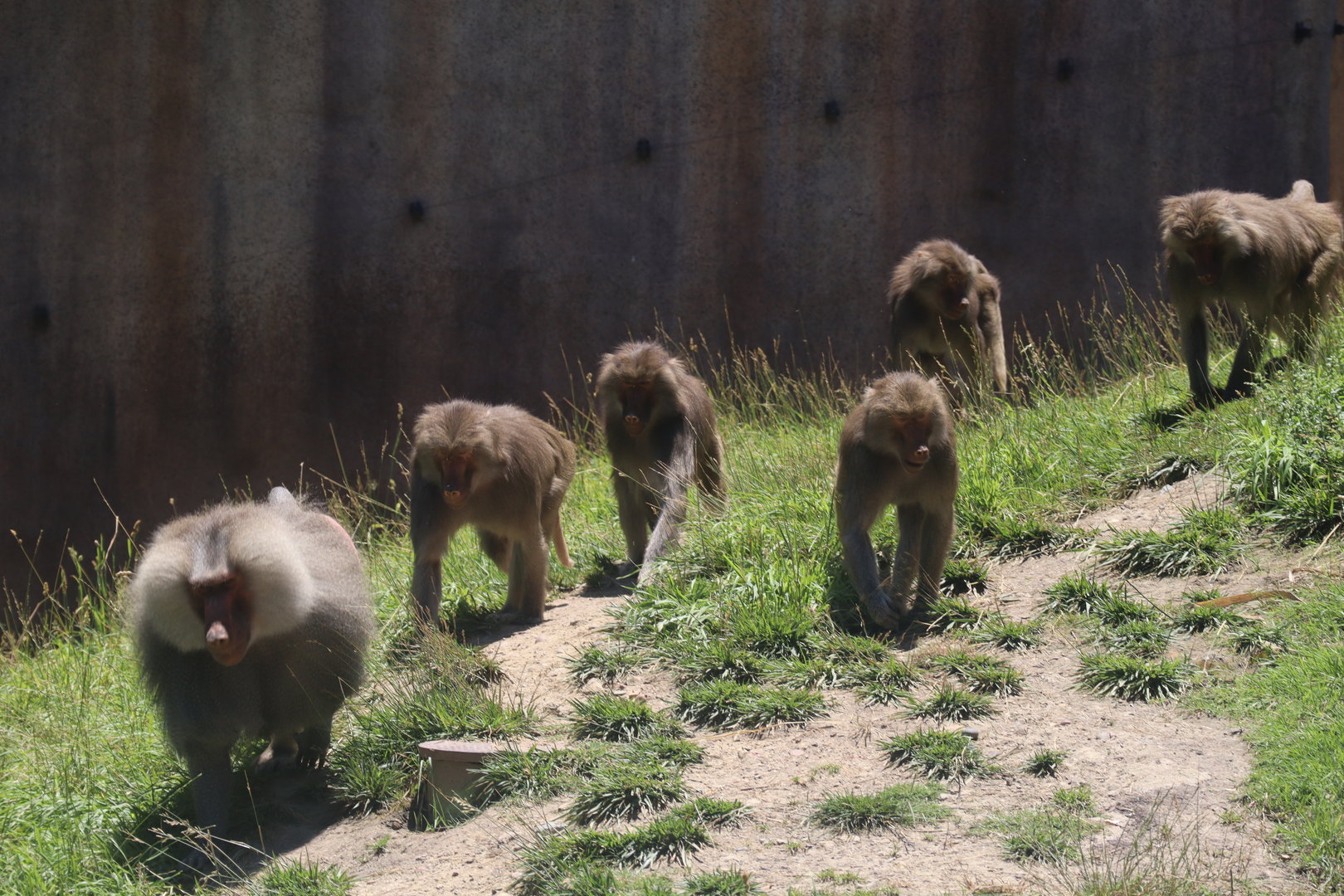 Hamadryas Baboons