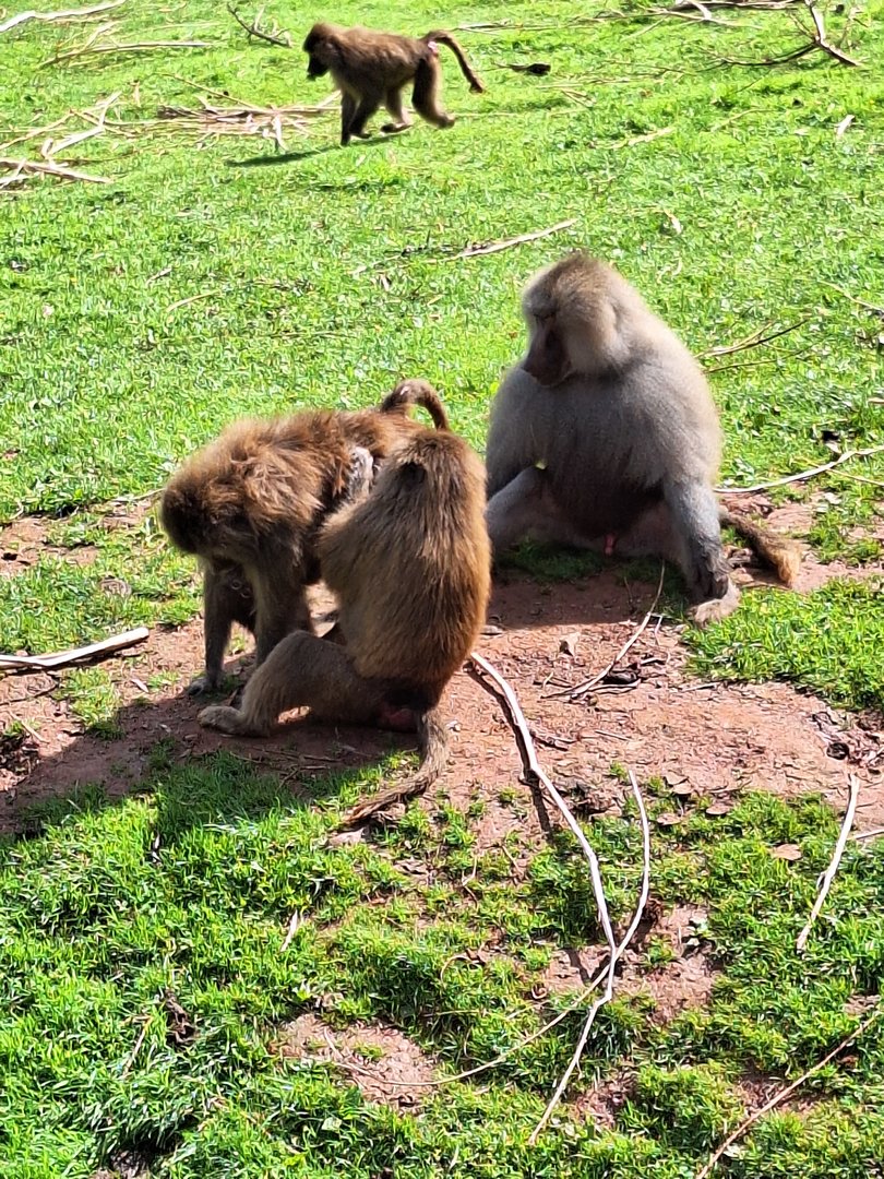 Hamadryas Baboons