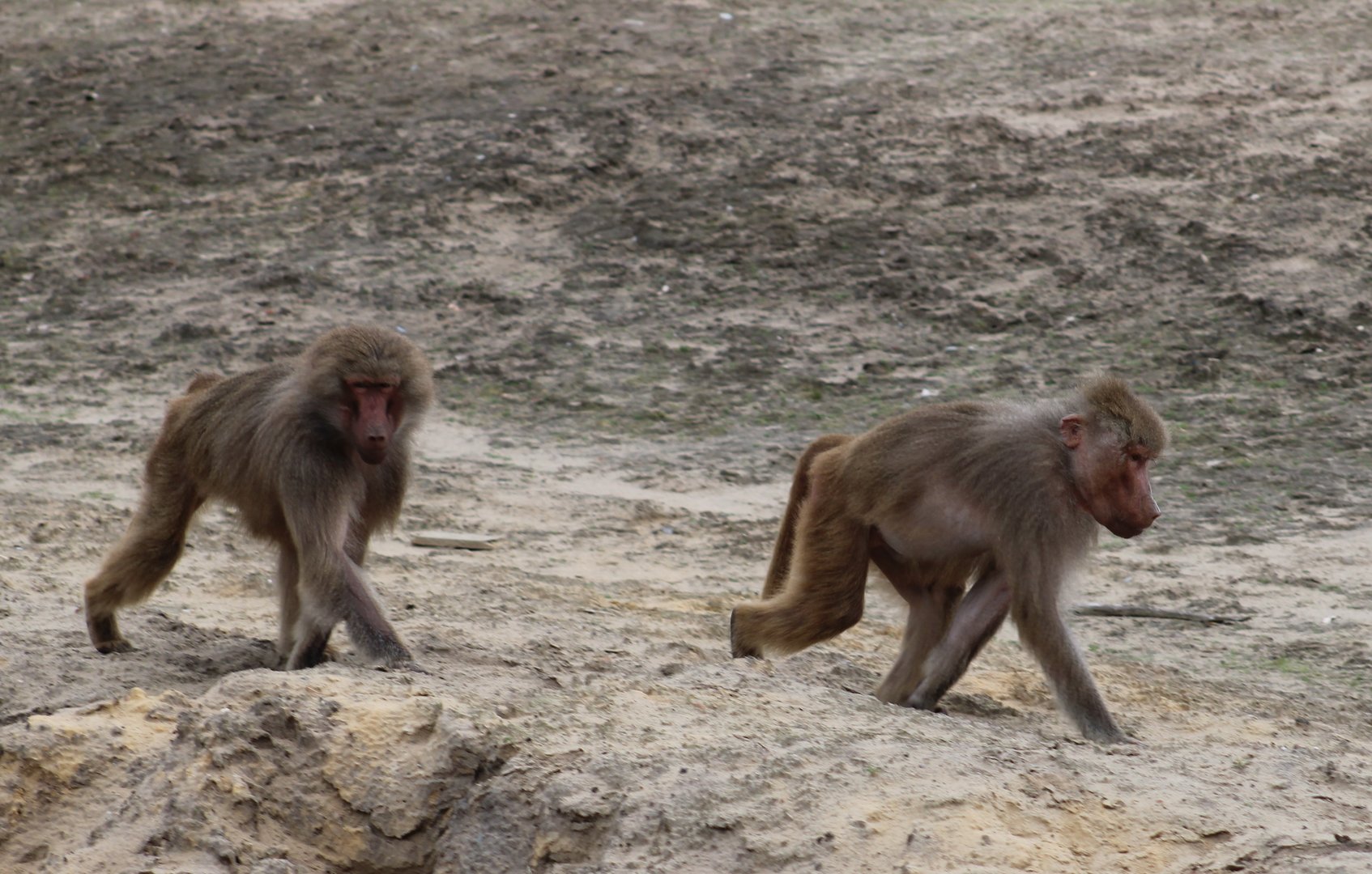 Hamadryas baboons
