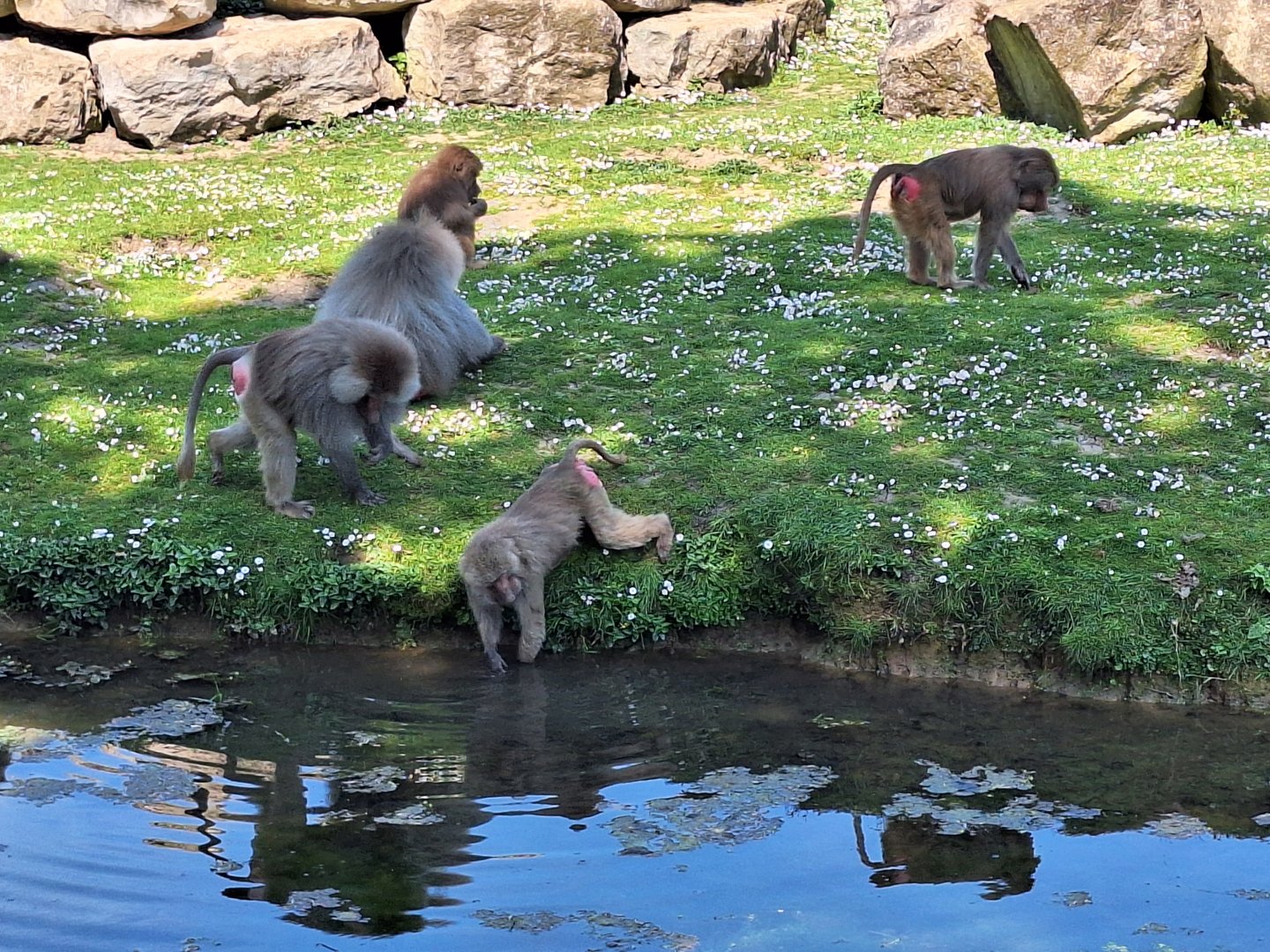 Hamadryas Baboons