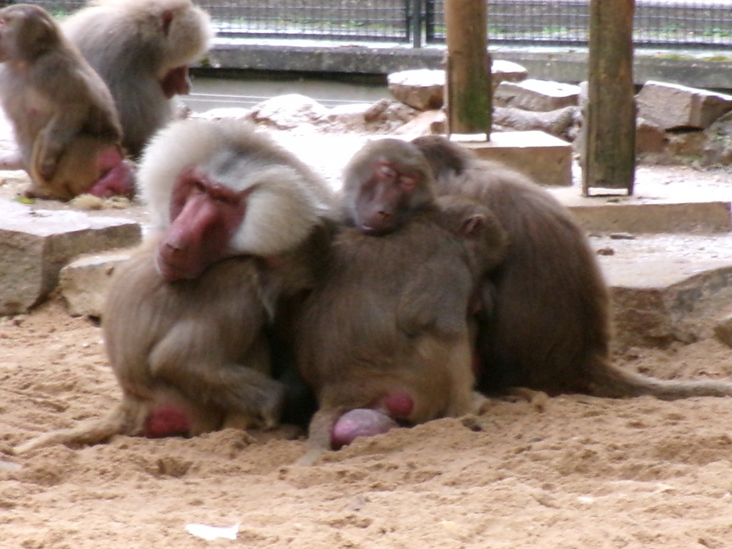 Hamadryas baboons