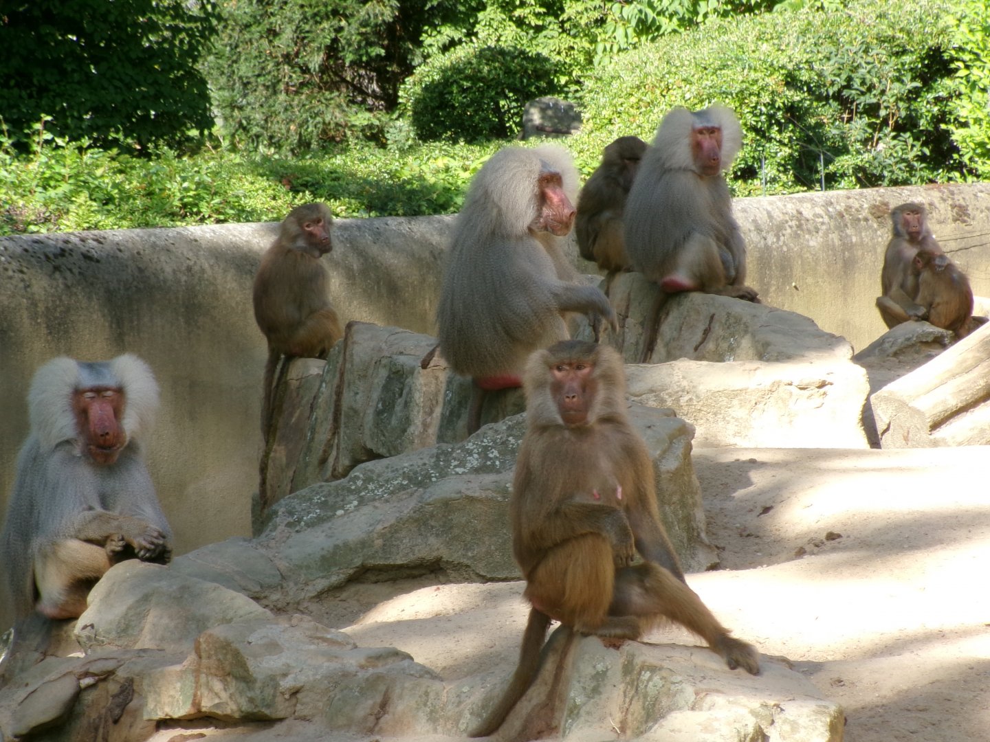 Hamadryas baboons
