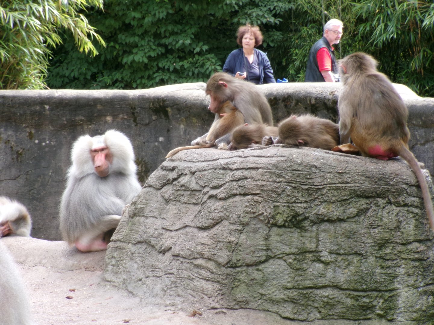 Hamadryas baboons