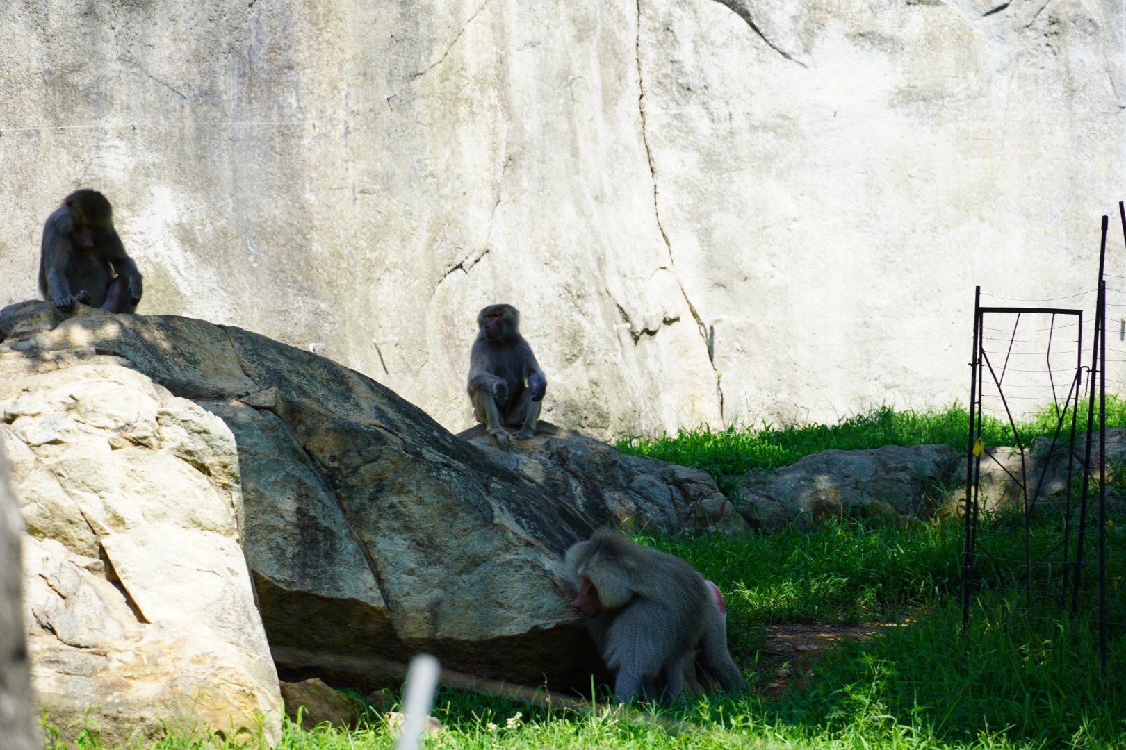 Hamadryas Baboons