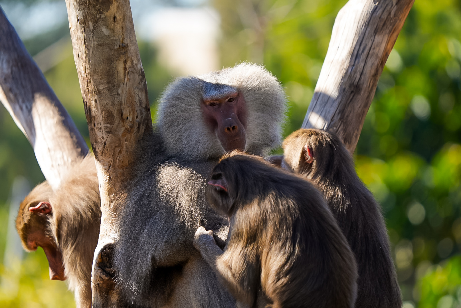 Hamadryas Baboons