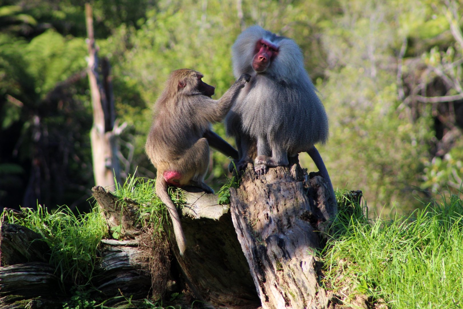 Hamadryas Baboons